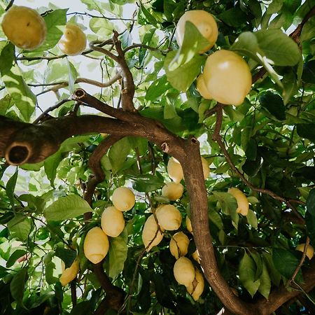Il Giardino Dei Limoni Apartment Polvica Ngoại thất bức ảnh