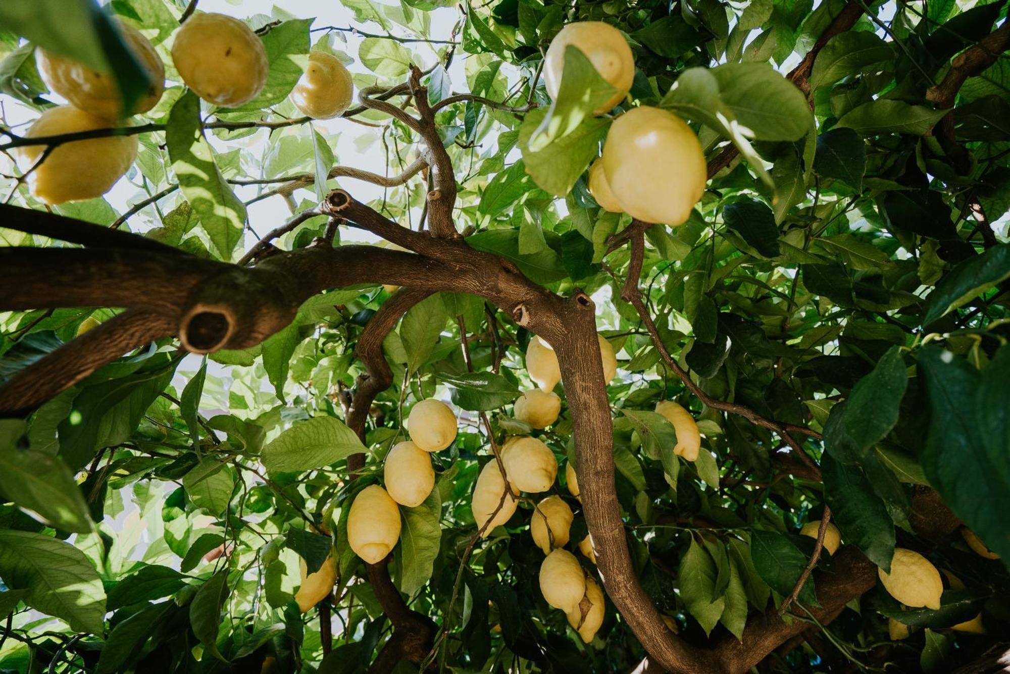 Il Giardino Dei Limoni Apartment Polvica Ngoại thất bức ảnh